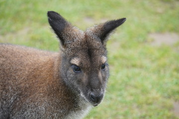 Red necked wallaby