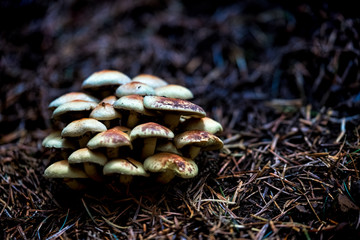 Mushrooms on a forest floor covered in pine needles