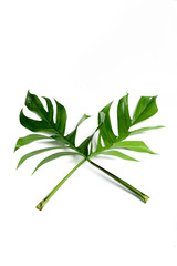 Dark green leaves on a white background