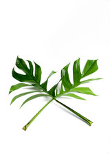 Obraz premium Dark green leaves on a white background