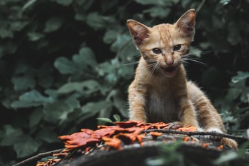 Kittens are sad in the forest (Homeless kittens)