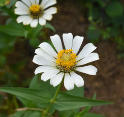white daisies in the garden