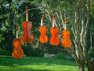 Violins