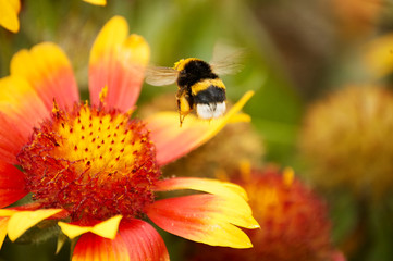 Biene auf gelber blBlüte