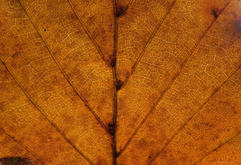 full frame close up of an orange brown autumn leaf showing veins and cells