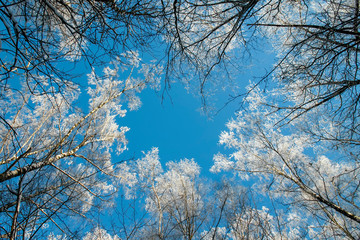 beautiful winter natural landscape view from below on the crowns and tops of birch trees covered with white frost and snow against the blue sky in the Park