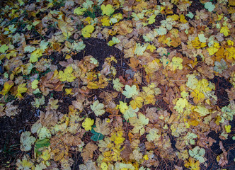 Tappeto di foglie in autunno 