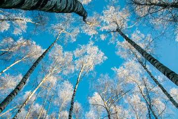 winter natural landscape with bottom-up view of the crowns and tops of birch trees covered with...