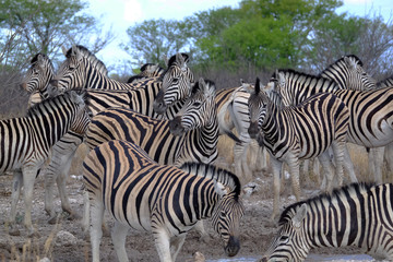 Fototapeta na wymiar Herd of Zebras at a waterhole, Etosha National Park, Namibia