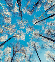 winter natural landscape view from below on the crowns and tops of birch trees covered with white...