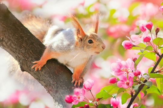 portrait animal cute redhead squirrel sitting on a tree blooming pink Apple tree in the may garden