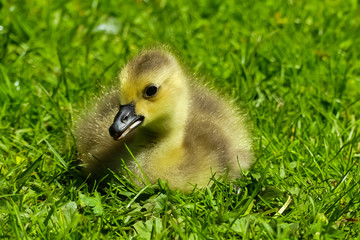 Close up of an adorable Canada Goose chick (Branta Canadensis), a fluffy bundle resting on a grass meadow. Moisture caught in its down In Spring sunshine,  Bokeh background. England.