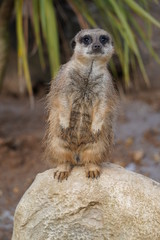 Meerkat