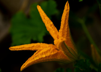 Courgette flower