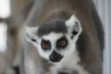 ring tailed lemur