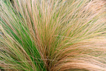Stipa tenuifolia in the botanical garden, Chinese