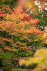 colorful forest in autumn season