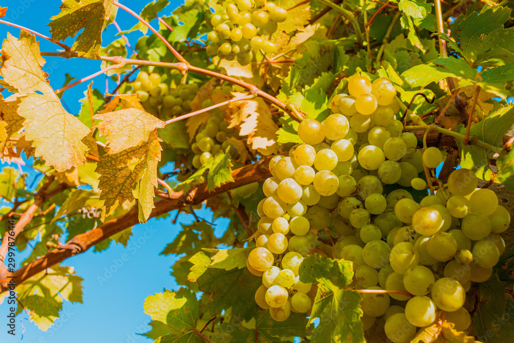 Wall mural Vineyard