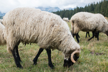 Obraz premium Troupeau de moutons
