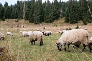 Obraz premium Troupeau de moutons