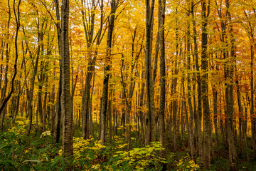 Fototapeta na wymiar colorful forest in autumn season