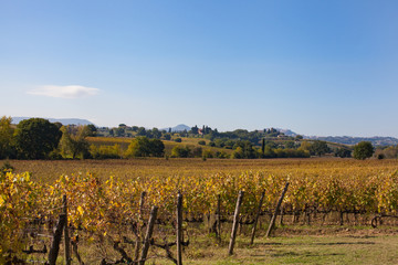 Fototapeta na wymiar Rows of grapevines Italy vineyard in autumn