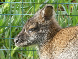 Red necked wallaby © Colin