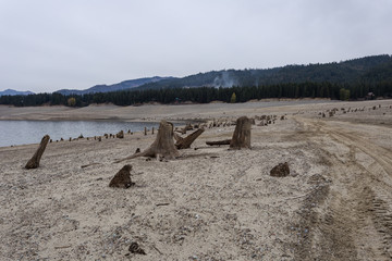 Assorted tree stumps on empty beach of drained lake