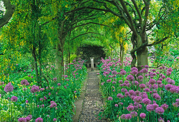 A Laburnum arch and flower borders of Allium giganteum in a country house garden - obrazy, fototapety, plakaty
