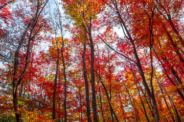 Fototapeta premium Autumn forest