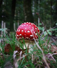 Natural Fly Agaric Mushroom