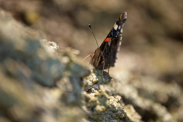 Schmetterling