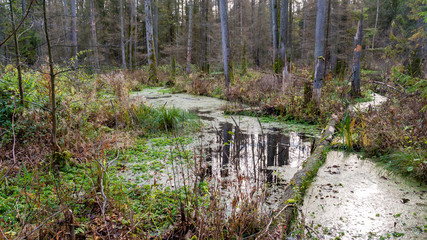 Rezerwat Krzemianka - Puszcza Knyszyńska, Podlasie, Polska © podlaski49