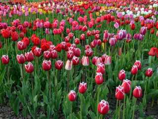 Fototapeta premium landscape with colorful tulip field