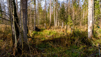 Rezerwat Krzemianka - Puszcza Knyszyńska, Podlasie, Polska © podlaski49