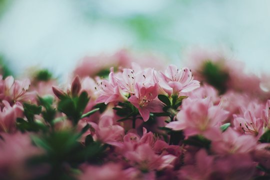 Selective focus photo of purple flowers