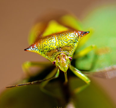 Selective focus photo of green and red insect