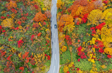 A road cross the colorful forest