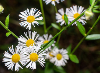 Obraz premium Flowers macro on autumn, dark background