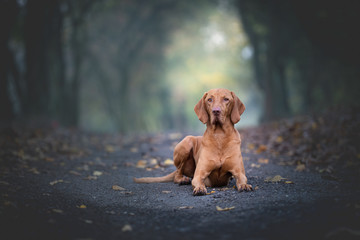 Hungarian hound vizsla dog in autumn forrest