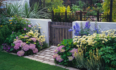 Fototapeta na wymiar Colourful flower border of an urban garden with Hydrangeas Delphiniums and Ox Eye Daisy