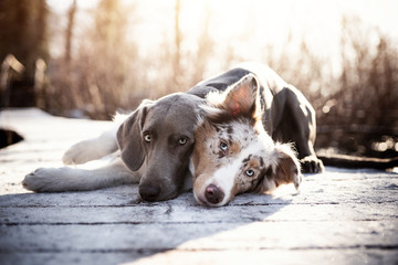 Two short-coated brown and gray dogs
