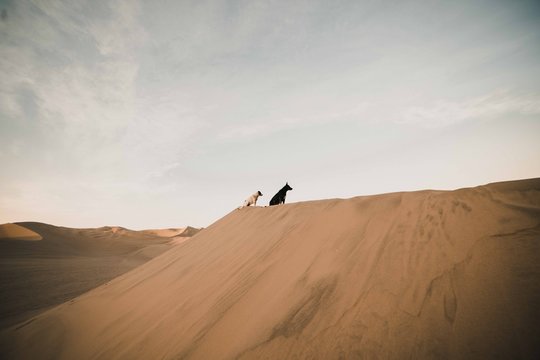 Two dogs on top of sand hill