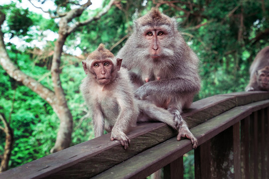 Two brown monkeys