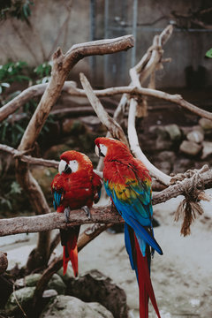 Two scarlet macaws