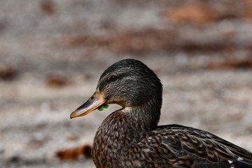 duck eating