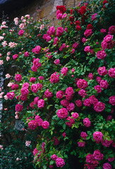 Climbing pink roses over wall of Cotswold stone cottage