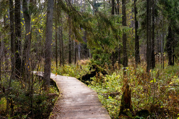 Rezerwat Krzemianka - Puszcza Knyszyńska, Podlasie, Polska © podlaski49