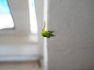 Green lizard on a wall. Portrait of a lizard climbing up a wall