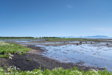 green swamp on fjord shore at Sellevollvalan, Norway